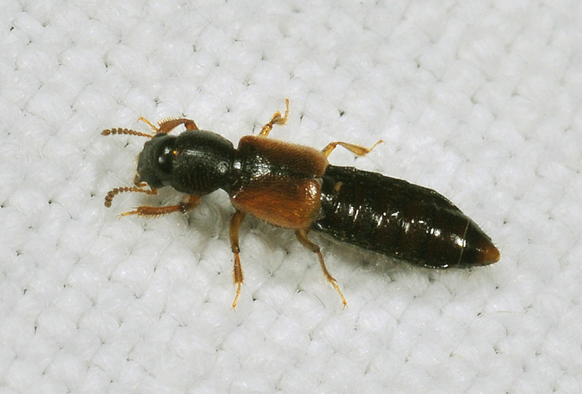 Bledius sp.?, Staphilinidae